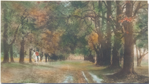 horseback trees